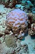 Porites lobata Porite montagne scle-Maldives Miyaru kandu-12m-20240427-da-DSC_7351_tn